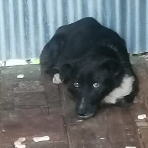 Coby – Labrador Mischlings Rüde