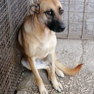 Dory, Schäferhund-Mischling