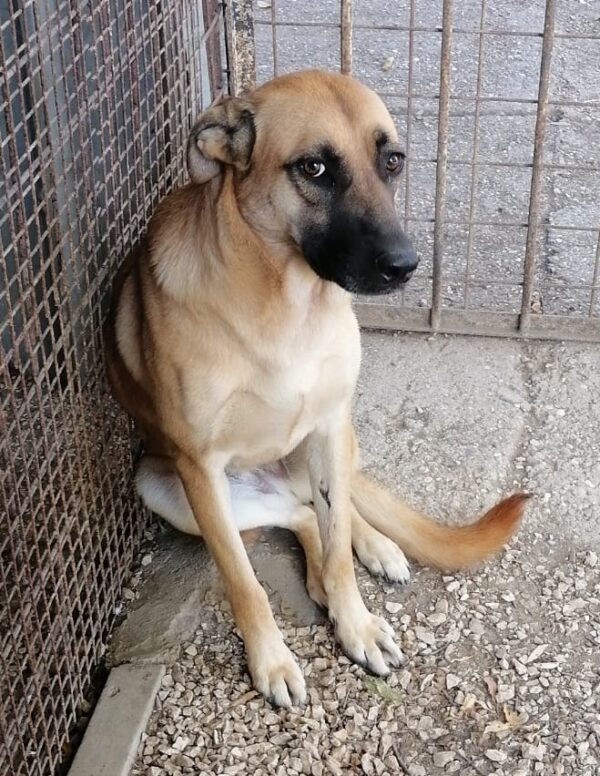 Dory, Schäferhund-Mischling