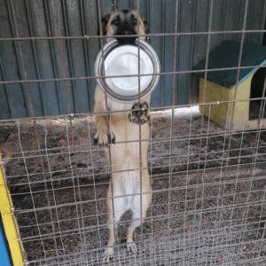 Dory, Schäferhund-Mischling