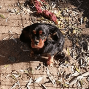 Lucy, Cavalier King Charles Spaniel