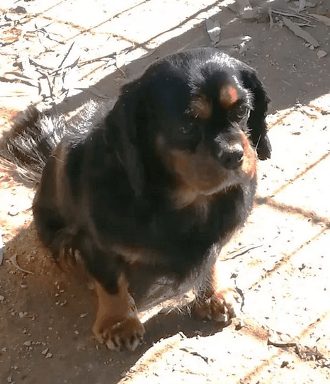 Lucy, Cavalier King Charles