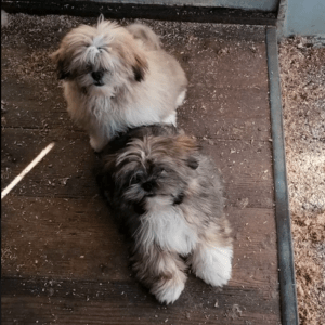 Shih Tzu Mischlings-Welpen