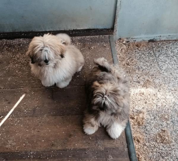 Shih Tzu Welpen