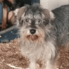Zwergschnauzer