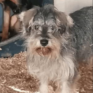 Zwergschnauzer