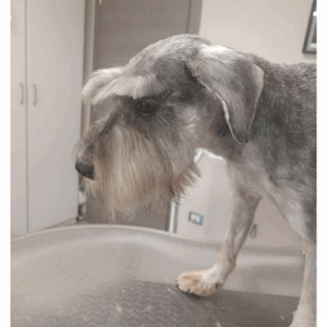 Levy – Zwergschnauzer-Rüde