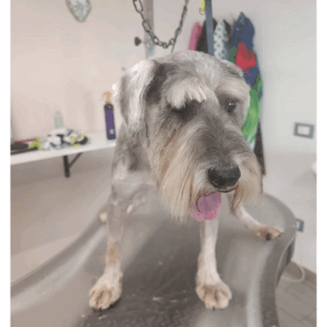 Levy - Zwergschnauzer