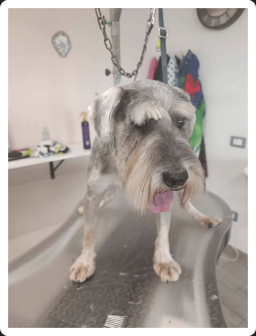 Levy - Zwergschnauzer