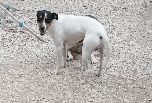 Ratonero Bodeguero Andaluz Rüde