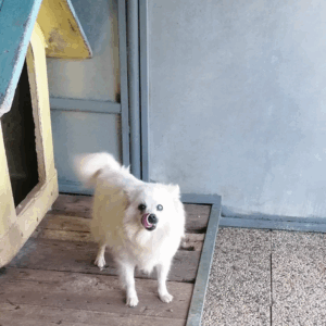Luna – Pomeranian Spitz Weibchen