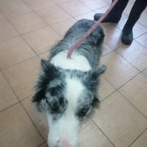 Ciro – der Border Collie Rüde