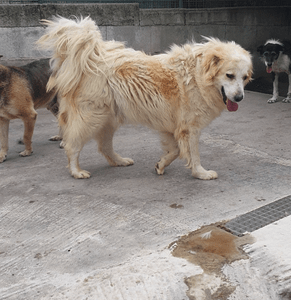 Igor – der Sonnenschein