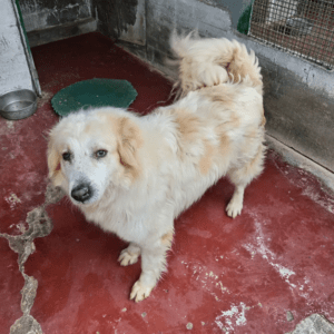 Igor – der Sonnenschein