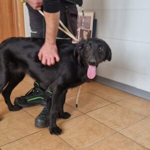 Jessica – junge Setter-Hündin