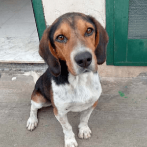 Leo, Beagle Mischling