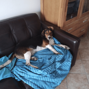 Leo, Beagle Mischling