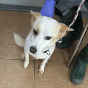 Giotto – kleiner Mischlings Rüde