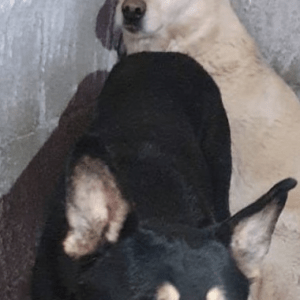 Marley und Biondo