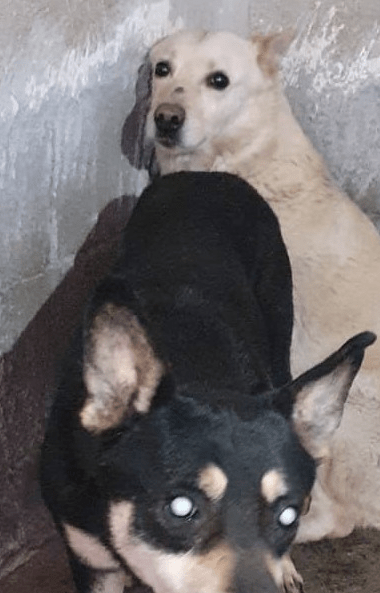 Marley und Biondo