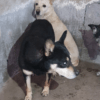Marley und Biondo