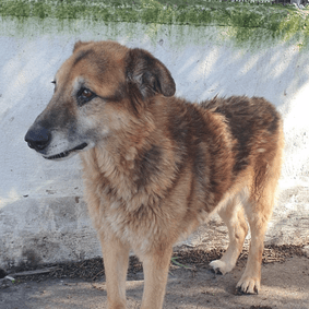 Ciccio